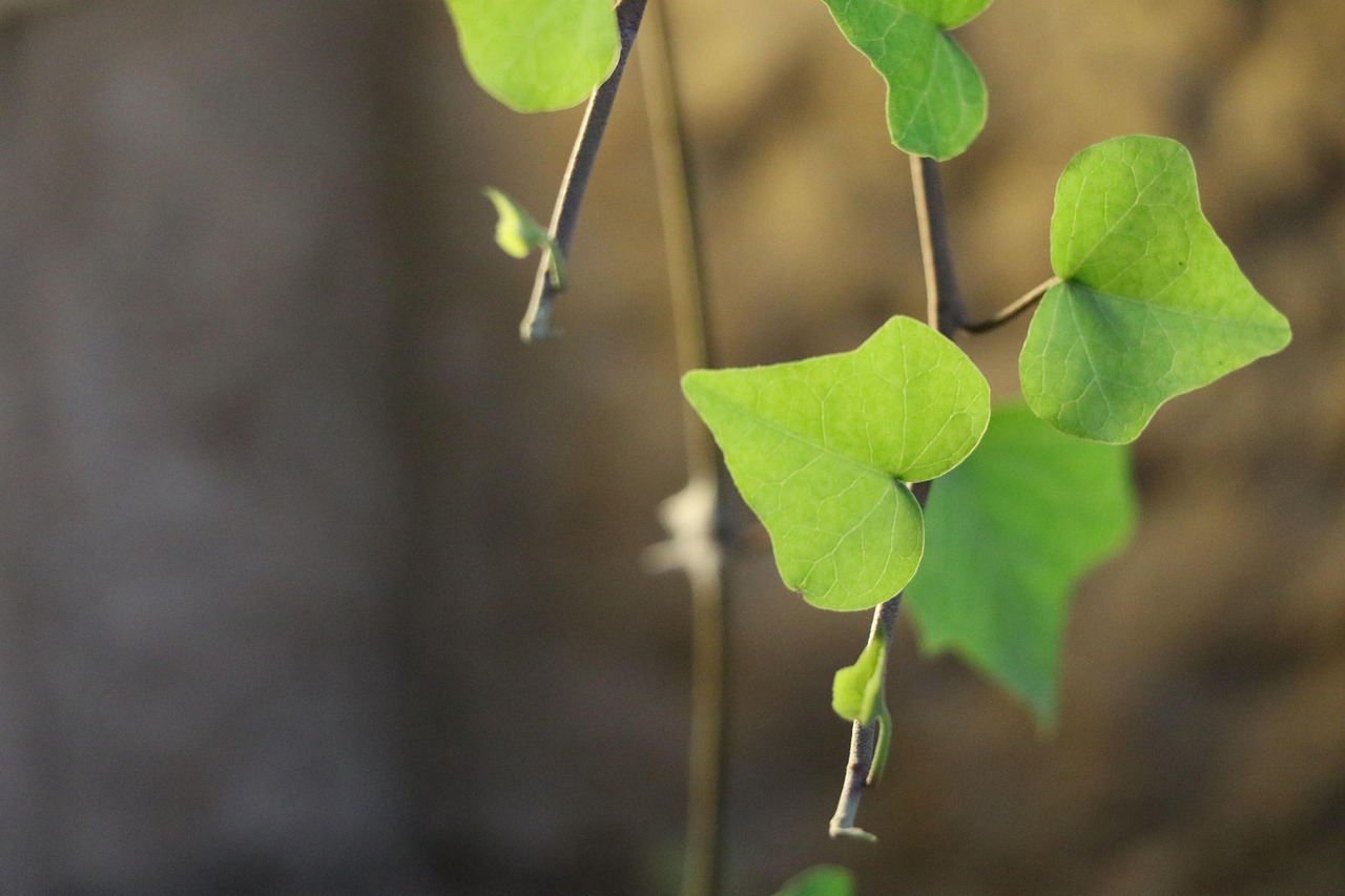 Leaf Shallow Depth of Field