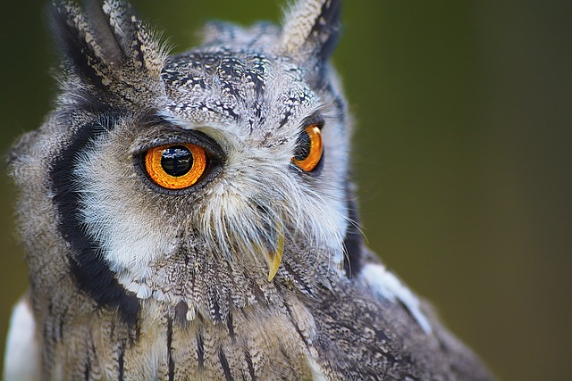 Owl - Good Composition