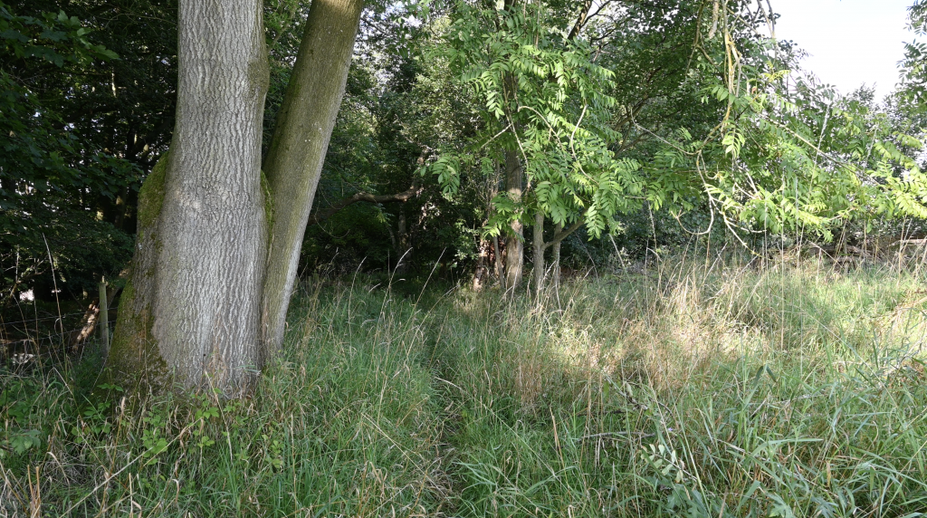 Ebor Way dips into the wood.