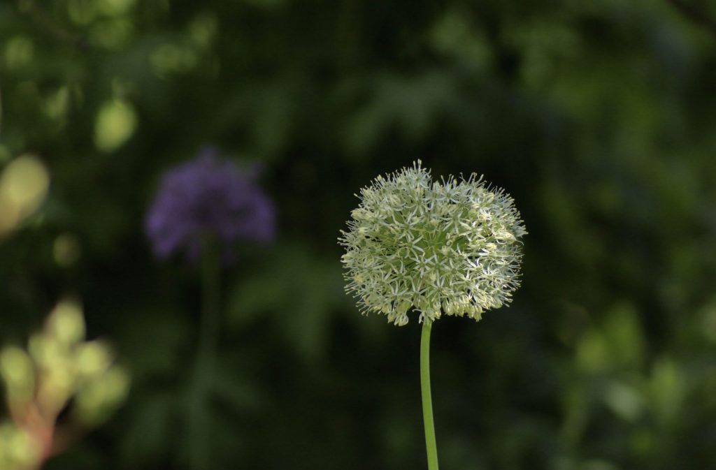 Beautiful Yorkshire Gardens | A Photographic Journey Through Nature