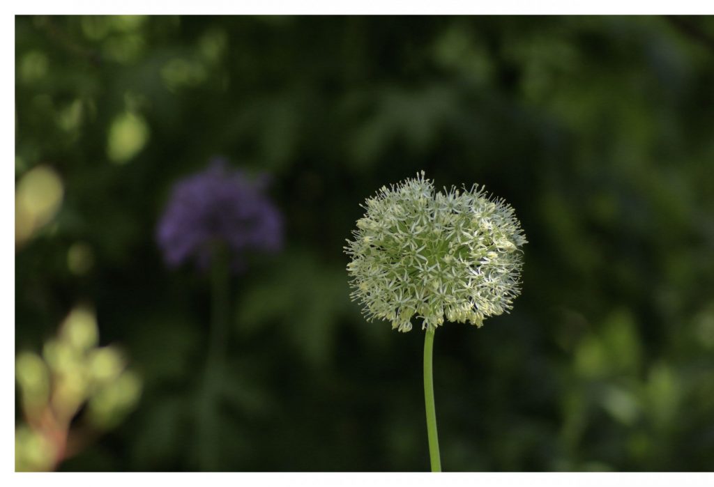 Beautiful Yorkshire Gardens | A Photographic Journey Through Nature