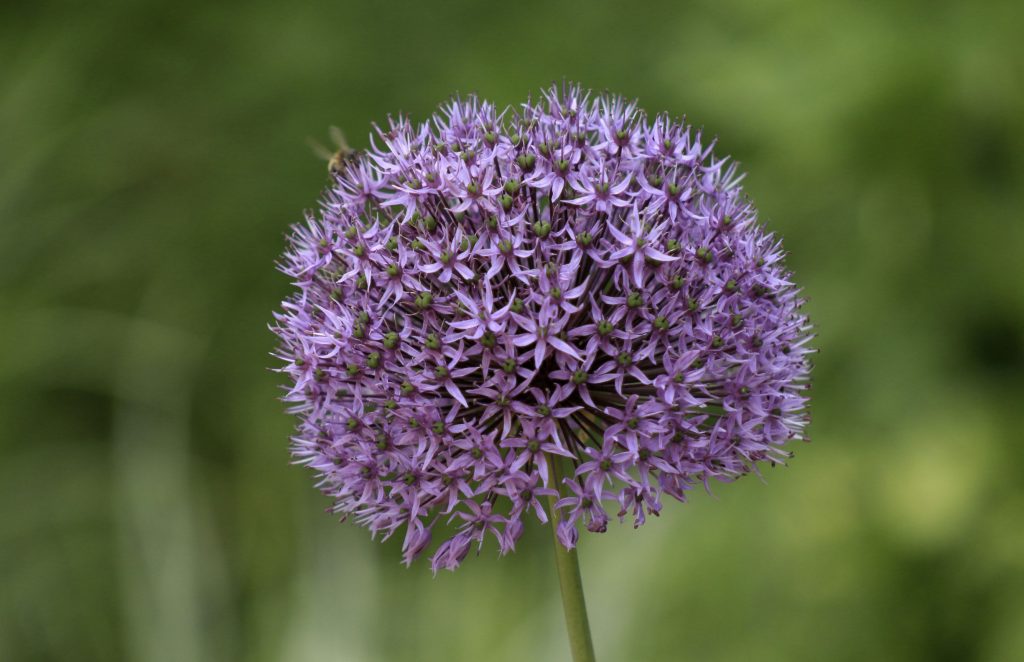 Beautiful Yorkshire Gardens | A Photographic Journey Through Nature