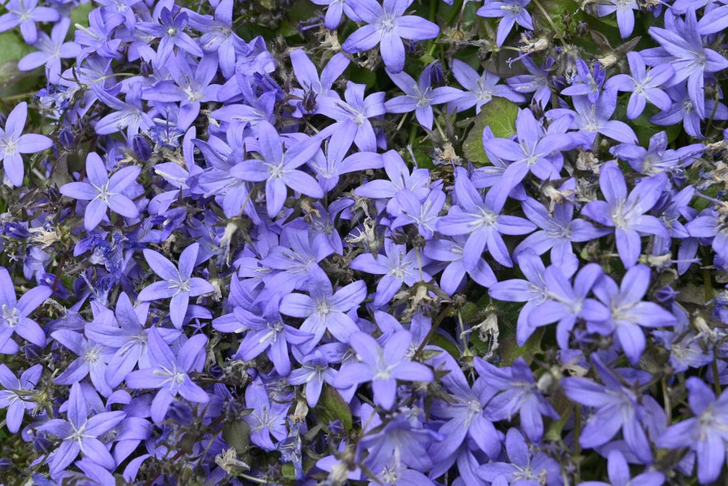 Beautiful Yorkshire Gardens | A Photographic Journey Through Nature