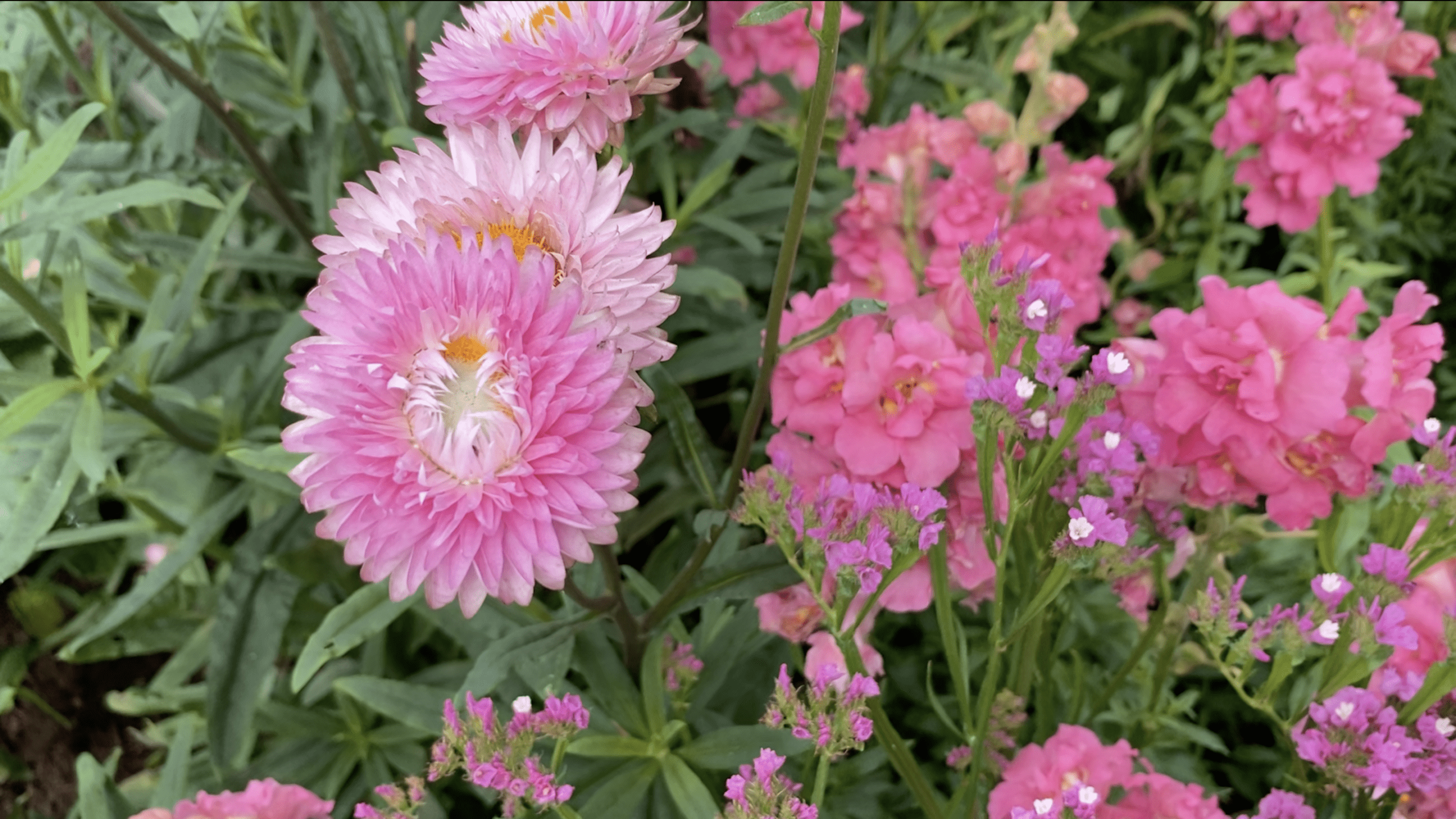 Scampston Hall Walled Gardens | A Serene Historic Escape in North Yorkshire