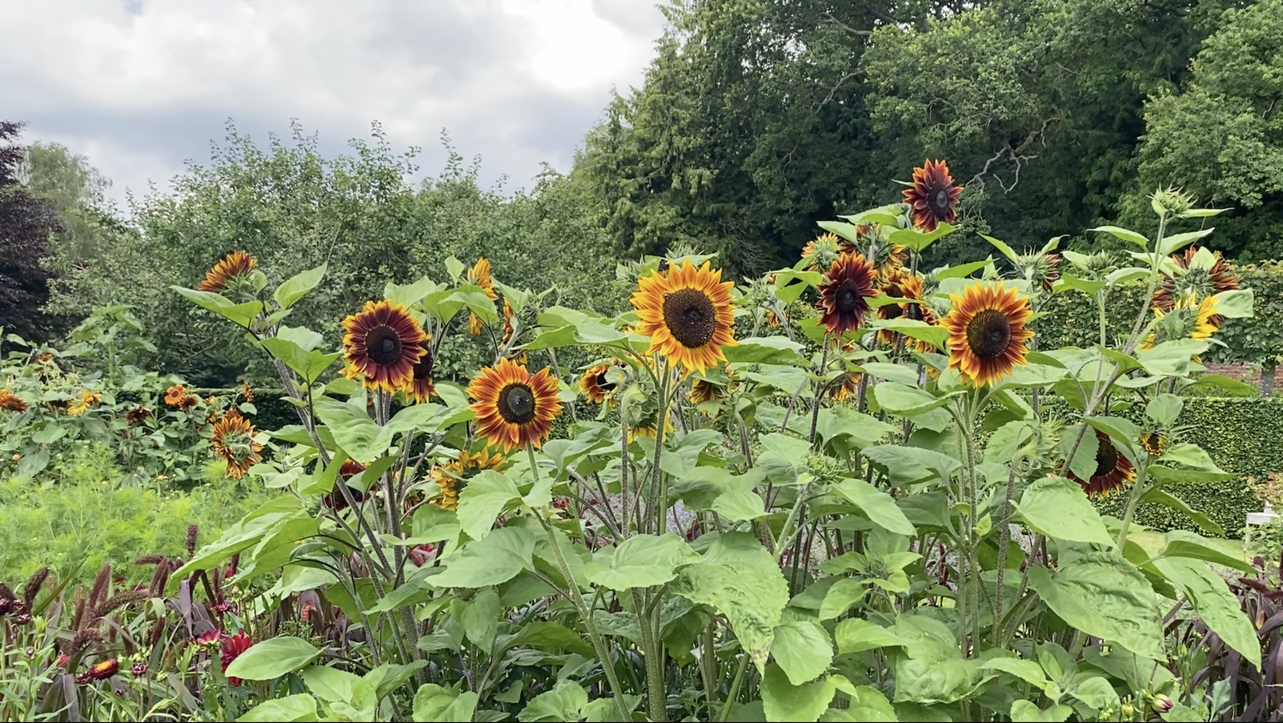 Scampston Hall Walled Gardens | A Serene Historic Escape in North Yorkshire