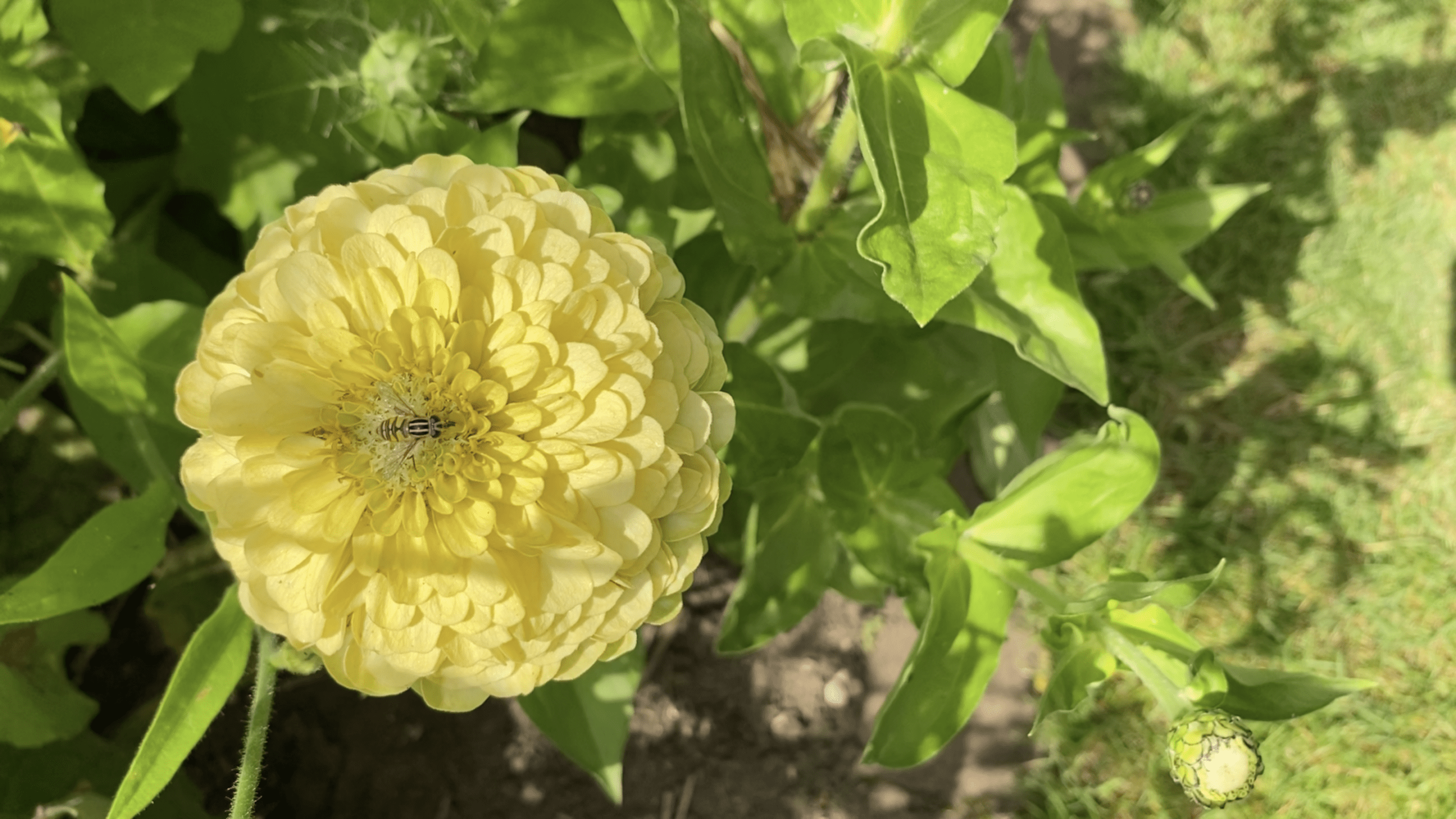 Scampston Hall Walled Gardens | A Serene Historic Escape in North Yorkshire