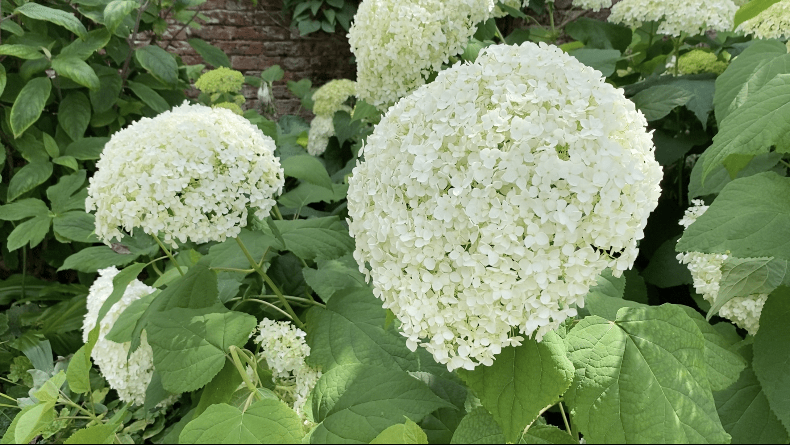 Scampston Hall Walled Gardens | A Serene Historic Escape in North Yorkshire