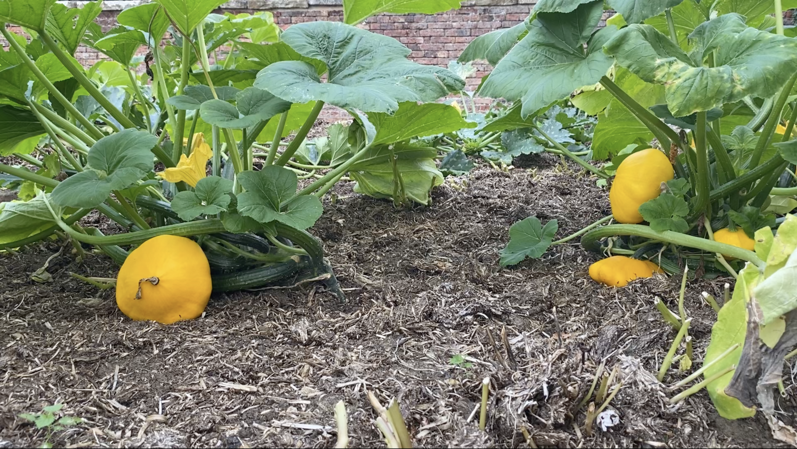 Scampston Hall Walled Gardens | A Serene Historic Escape in North Yorkshire